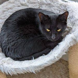 Photo Black cat adoption spring hill fl