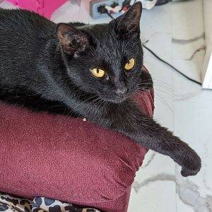 Black cat adoption spring hill fl
