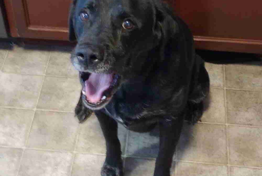 English black labrador retriever dog for adoption in lansing (fowlerville), michigan – supplies included – adopt varjak