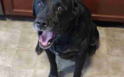English Black Labrador Retriever Dog For Adoption in Lansing (Fowlerville), Michigan – Supplies Included – Adopt Varjak