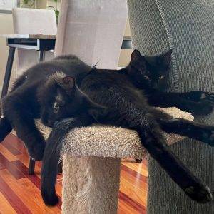 Bonded black kittens for adoption in calgary ab – adopt midnight and twilight