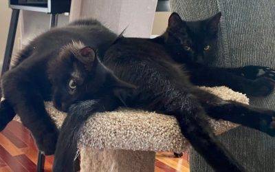 Bonded Black Kittens for Adoption in Calgary AB – Adopt Midnight and Twilight