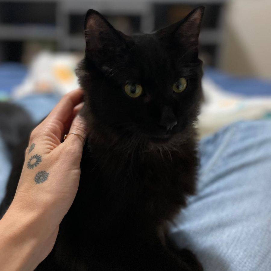 Black Kittens Adoption Calgary AB