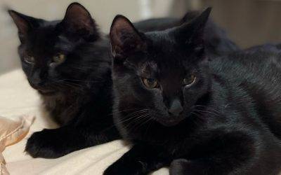 Bonded Black Kittens for Adoption in Calgary AB – Adopt Midnight and Twilight
