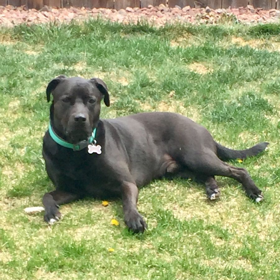 Affectionate Lab and Pitbull Mix For Adoption in Rio Rancho NM Supplies Included Adopt Indy