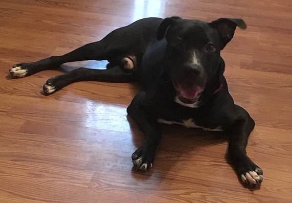 Black labrador retriever pitbull mix dog to adopt memphis tn