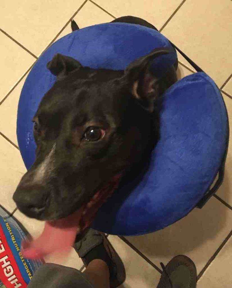 Dogs For Adoption Memphis TN Safe, Private Pet Adoptions By Owner