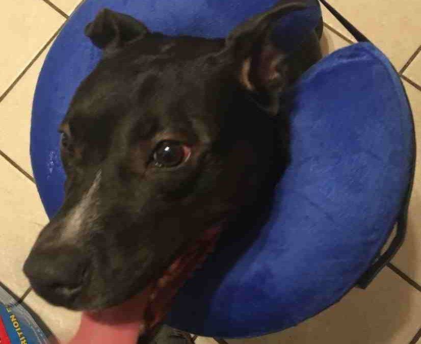 Black Labrador Retriever Pitbull Mix Dog ADOPTED in Memphis TN – Maestro