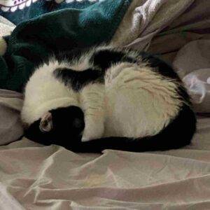 Black white tuxedo cat for adoption in edmonton ab 3 (3)