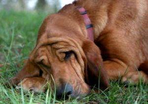 Bloodhound rehoming