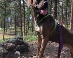 Redbone coonhound labrador retriever mix for adoption in castle rock co adopt bonnie