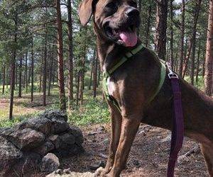 Gorgeous Redbone Coonhound Labrador Retriever Mix Dog for Adoption in Castle Rock CO – Supplies Included – Adopt Bonnie