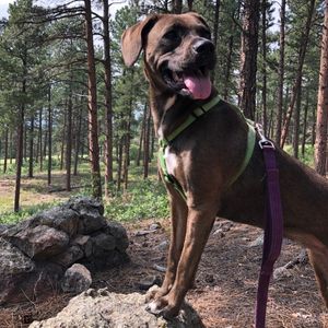 Gorgeous redbone coonhound labrador retriever mix dog for adoption in castle rock co – supplies included – adopt bonnie