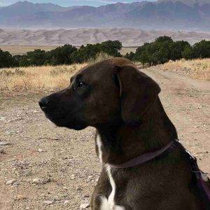 Redbone Coonhound Labrador Retriever Mix for Adoption in Castle Rock CO Adopt Bonnie
