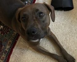 Redbone coonhound labrador retriever mix for adoption in castle rock co adopt bonnie