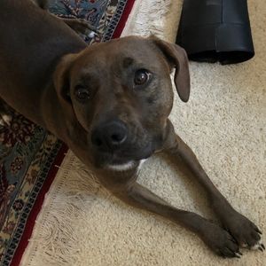 Redbone Coonhound Labrador Retriever Mix for Adoption in Castle Rock CO Adopt Bonnie
