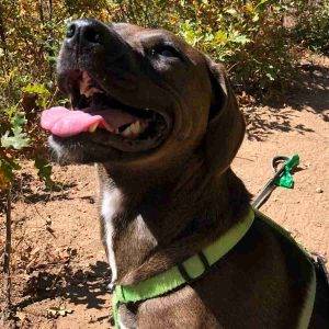 Redbone Coonhound Labrador Retriever Mix Adoption Castle Rock CO Adopt Bonnie