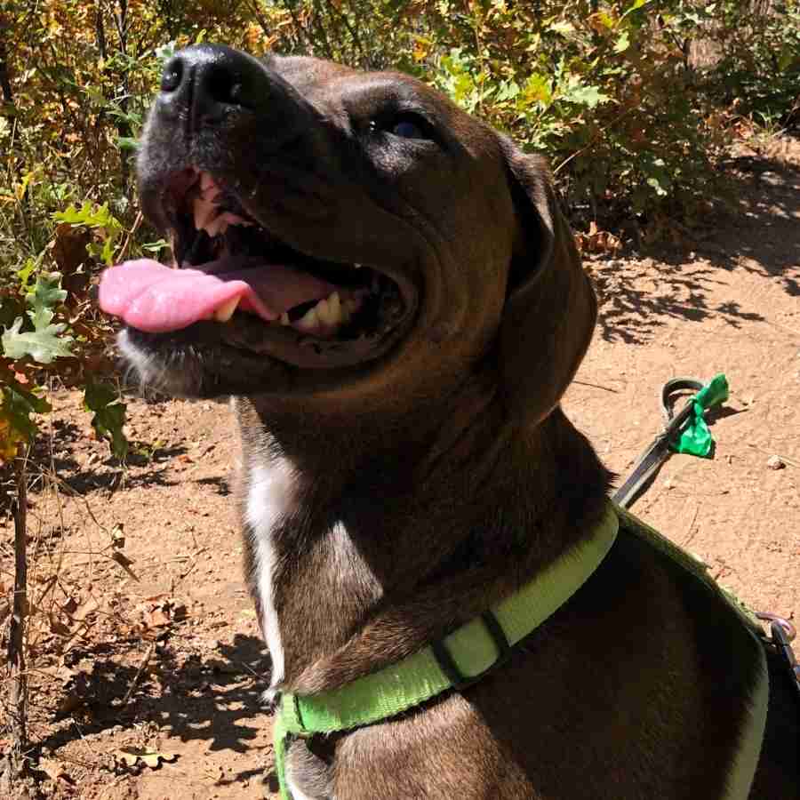 Gorgeous Redbone Coonhound Labrador Retriever Mix Dog for Adoption in