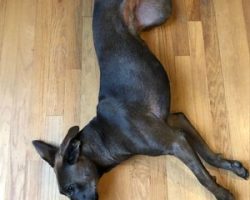 Redbone coonhound labrador retriever mix for adoption in castle rock co adopt bonnie
