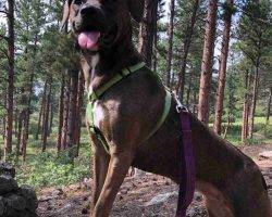 Redbone coonhound labrador retriever mix for adoption in castle rock co adopt bonnie