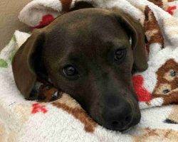 Redbone coonhound labrador retriever mix for adoption in castle rock co adopt bonnie