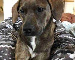Redbone coonhound labrador retriever mix for adoption in castle rock co adopt bonnie