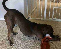 Redbone coonhound labrador retriever mix for adoption in castle rock co adopt bonnie