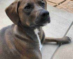 Redbone coonhound labrador retriever mix for adoption in castle rock co adopt bonnie