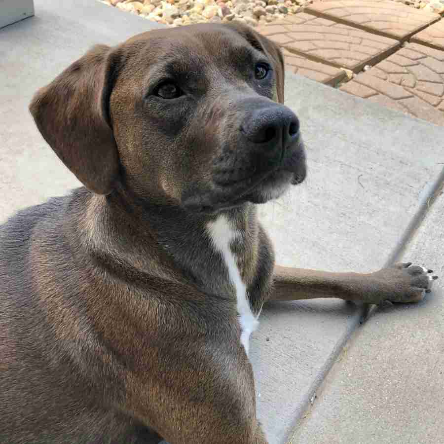 Gorgeous Redbone Coonhound Labrador Retriever Mix Dog for Adoption in