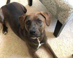 Redbone coonhound labrador retriever mix for adoption in castle rock co adopt bonnie