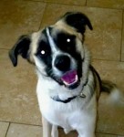 REHOMED – Boomer – Great German Shepherd Australian Shepherd Mix – Dallas TX