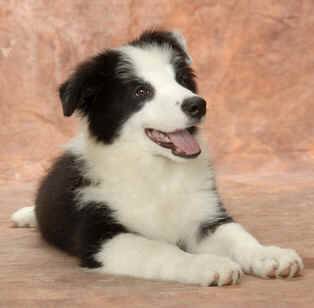 Cute border collie puppy