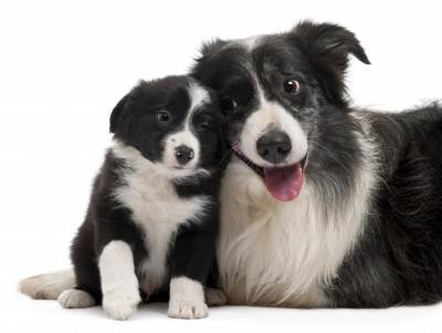 Photo of a border collie dog and puppy