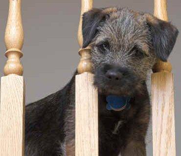 Border terrier dog breed picture
