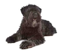 Bouvier des flandres