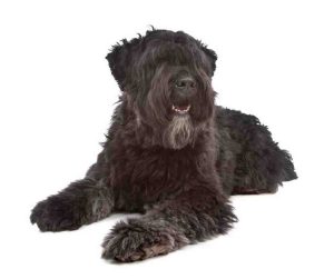bouvier des flandres