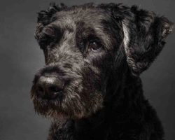 Bouvier des flandres
