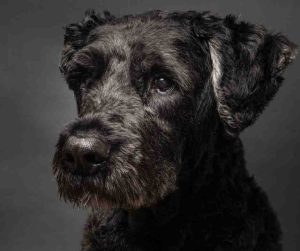 bouvier des flandres
