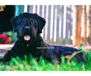 Bouvier des flandres