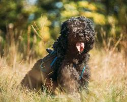 Bouvier des flandres