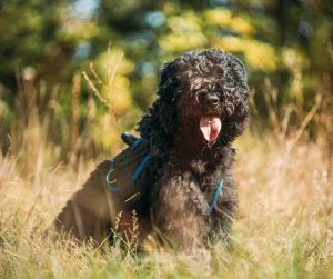 bouvier des flandres