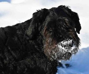 bouvier des flandres