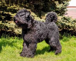 Bouvier des flandres