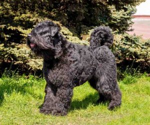 bouvier des flandres