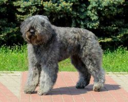 Bouvier des flandres