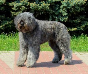 bouvier des flandres