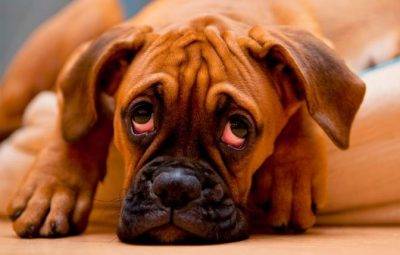 Boxer dog breed picture