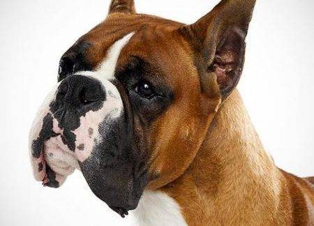 Boxer dog breed photo