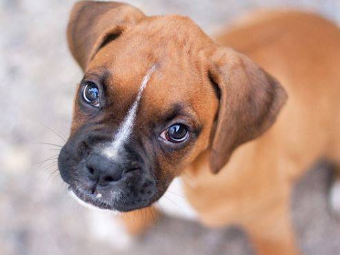 Adorable boxer puppy