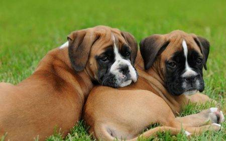 Pair of boxer puppies